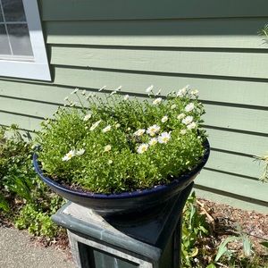 Meet your Posher, Peter